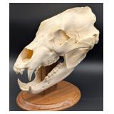Romanian Brown Bear Skull on Pedestal Base