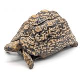 Faux South African Leopard Tortoise