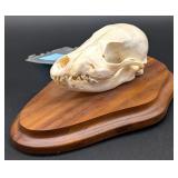 Jackal Skull on Plaque