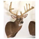 15 Point Whitetail Deer Free Range Shoulder Mount