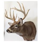13 Point Whitetail Deer Free Range Shoulder Mount