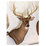 15 Point Whitetail Deer Free Range Shoulder Mount