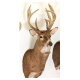 11 Point Whitetail Deer Free Range Shoulder Mount