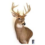12 Point Whitetail Deer Free Range Shoulder Mount