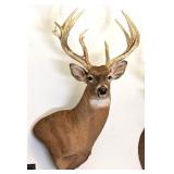 11 Point Whitetail Deer Free Range Shoulder Mount