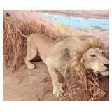 African Lion in Stalking Pose Taxidermy INDIANA RE