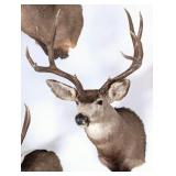 8 Point Mule Deer Shoulder Mount Taxidermy