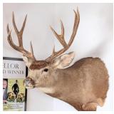 8 Point Mule Deer Shoulder Mount Taxidermy