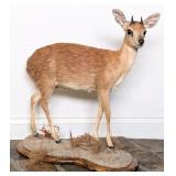 Male Steenbok Full Body Taxidermy Mount on Habitat