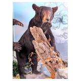 Feasting Black Bear Full Body Taxidermy Mount SHIP