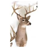 11 Point Whitetail Deer Shoulder Mount Taxidermy
