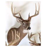 11 Point Whitetail Deer Shoulder Mount Taxidermy