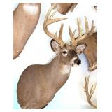 15 Point Whitetail Deer Shoulder Mount Taxidermy