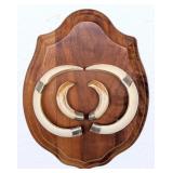 Wild Boar Tusk Taxidermy Display on Wood Plaque