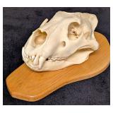 SCI BRONZE MEDAL CLASS African Lion Skull Taxiderm
