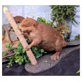 Beaver w/ a Log Full Body Taxidermy Mount on Habit