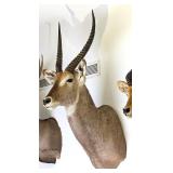 African Waterbuck Shoulder Mount Taxidermy