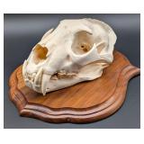 SCI GOLD MEDAL CLASS African Leopard Skull Taxider