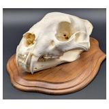 SCI GOLD MEDAL CLASS African Leopard Skull Taxider