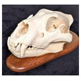 IMPRESSIVE African Lion Skull Taxidermy Mount INDI