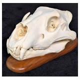 SCI GOLD MEDAL CLASS African Lion Skull Taxidermy