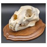 SCI BRONZE MEDAL CLASS African Leopard Skull Taxid