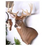12-Point Free Range Whitetail Taxidermy Shoulder M