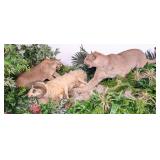 Defending Their Kill Mountain Lion / Cougar Full B