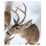 4 Point Mule Deer Taxidermy Shoulder Mount