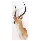 African Red Lechwe Shoulder Mount Taxidermy INDIAN