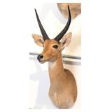 African Reedbuck Shoulder Mount Taxidermy
