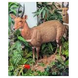 Cape Bushbuck Full Body Taxidermy Mount on Rolling