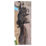Climbing Black Squirrel Full Body Taxidermy Mount