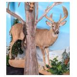 Large Non-Typical 13 Point Whitetail Deer Full Bod