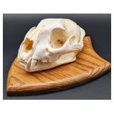 Mountain Lion / Cougar Skull Taxidermy Mount on Eu