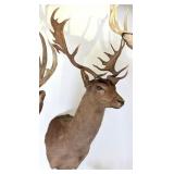 Fallow Deer Shoulder Mount Taxidermy