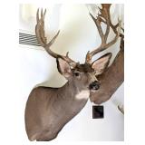 13 Point Mule Deer Shoulder Mount Taxidermy