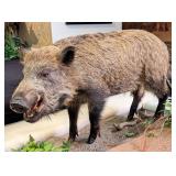 Wild Boar Full Body Taxidermy Mount on Rolling Hab