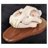 SCI BRONZE MEDAL CLASS African Lion Skull Taxiderm