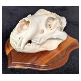 African Lion Skull Taxidermy Mount INDIANA RESIDEN
