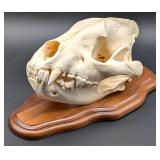 Hyena Taxidermy Mount on European Style Wood Plaqu