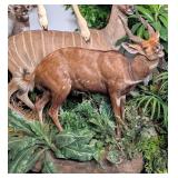 African Zimbabwe Bushbuck Full Body Taxidermy Moun