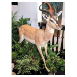 African Gazelle Full Body Taxidermy Mount with No