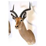 African Impala Shoulder Mount Taxidermy