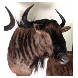African Blue Wildebeest Shoulder Mount Taxidermy