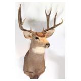 9 Point Mule Deer Shoulder Mount Taxidermy