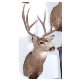 9 Point Mule Deer Shoulder Mount Taxidermy