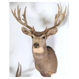 8 Point Mule Deer Shoulder Mount Taxidermy