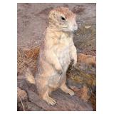 Upright Prairie Dog on Driftwood Base Full Body Ta