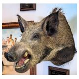 Wild Boar Shoulder Mount Taxidermy